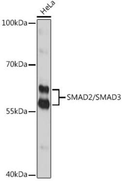 SMAD2/SMAD3 Rabbit anti-Human, Unconjugated, Polyclonal, Invitrogen 100