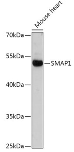 Invitrogen SMAP1 Polyclonal Antibody 100 μL; Unconjugated:Antibodies,
