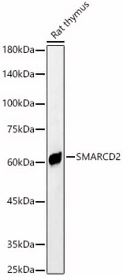 Invitrogen SMARCD2 Polyclonal Antibody 100 &mu;L | Buy Online | Invitrogen&trade; | Fisher Scientific