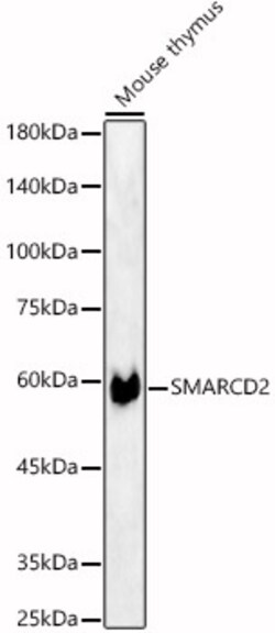 Invitrogen SMARCD2 Polyclonal Antibody 100 &mu;L | Buy Online | Invitrogen&trade; | Fisher Scientific