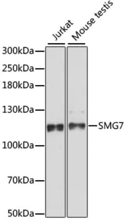 Invitrogen SMG7 Polyclonal Antibody 100 &mu;L; Unconjugated:Antibodies,