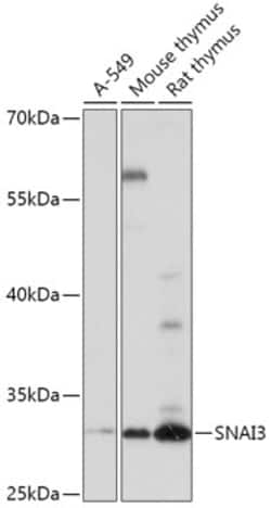 Invitrogen SNAI3 Polyclonal Antibody 100 &mu;L; Unconjugated:Antibodies,