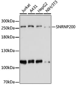 Invitrogen SNRNP200 Polyclonal Antibody 100 &mu;L; Unconjugated:Antibodies,