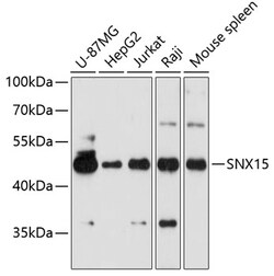 Invitrogen SNX15 Polyclonal Antibody 100 μL; Unconjugated:Antibodies,