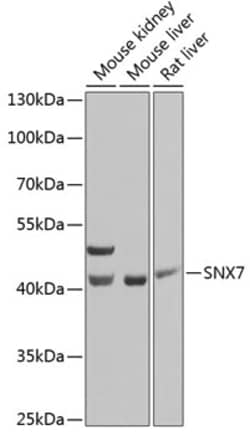 Invitrogen SNX7 Polyclonal Antibody 100 &mu;L; Unconjugated:Antibodies,