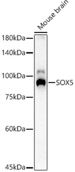 Invitrogen SOX5 Polyclonal Antibody 100 μL; Unconjugated:Antibodies,