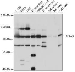 Invitrogen SPG20 Polyclonal Antibody 100 &mu;L; Unconjugated:Antibodies,