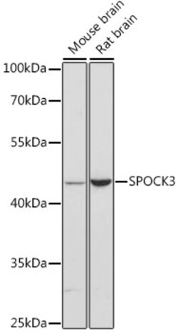 Invitrogen SPOCK3 Polyclonal Antibody 100 &mu;L; Unconjugated:Antibodies,