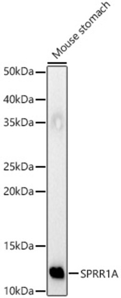 Invitrogen SPRR1A Polyclonal Antibody 100 &mu;L; Unconjugated:Antibodies,