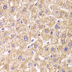Invitrogen ST3GAL3 Polyclonal Antibody 100 &mu;L; Unconjugated:Antibodies,