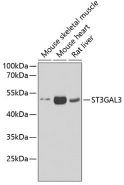 Invitrogen ST3GAL3 Polyclonal Antibody 100 &mu;L; Unconjugated:Antibodies,