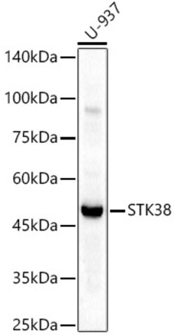 Invitrogen STK38 Polyclonal Antibody 100 &mu;L; Unconjugated:Antibodies,