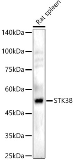Invitrogen STK38 Polyclonal Antibody 100 &mu;L; Unconjugated:Antibodies,