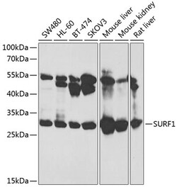 Invitrogen SURF1 Polyclonal Antibody 100 &mu;L; Unconjugated:Antibodies,