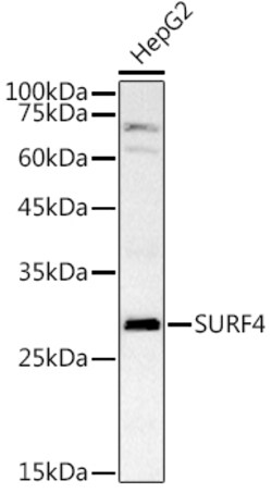Invitrogen SURF4 Polyclonal Antibody 100 &mu;L; Unconjugated:Antibodies,