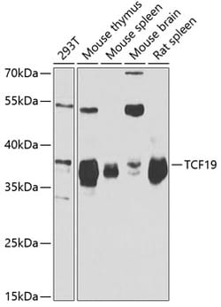 Invitrogen TCF19 Polyclonal Antibody 100 &mu;L; Unconjugated:Antibodies,