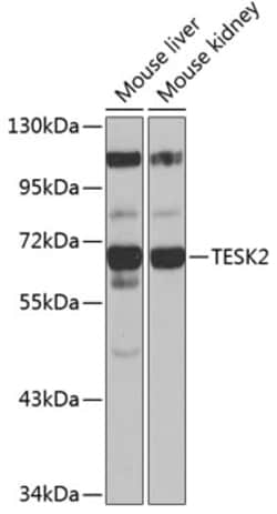 Invitrogen TESK2 Polyclonal Antibody 100 μL; Unconjugated:Antibodies,
