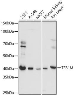 TFB1M Polyclonal Antibody:Antibodies, Polyclonal