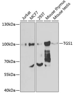 Invitrogen PIMT Polyclonal Antibody 100 &mu;L; Unconjugated:Antibodies,