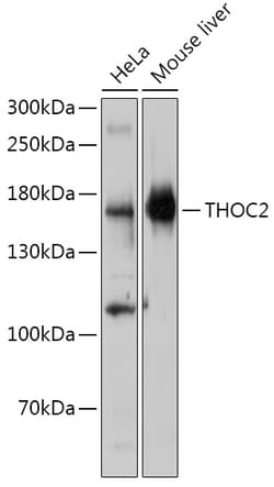Invitrogen THOC2 Polyclonal Antibody 100 &mu;L; Unconjugated:Antibodies,