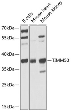 Invitrogen TIMM50 Polyclonal Antibody 100 &mu;L; Unconjugated:Antibodies,
