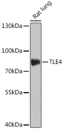 Invitrogen TLE4 Polyclonal Antibody 100 &mu;L; Unconjugated:Antibodies,
