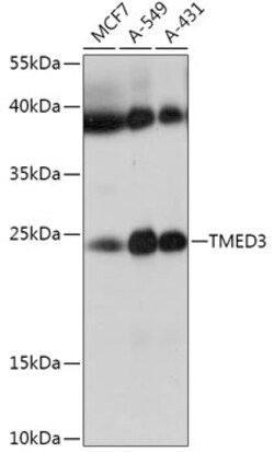 Invitrogen TMED3 Polyclonal Antibody 100 &mu;L; Unconjugated:Antibodies,