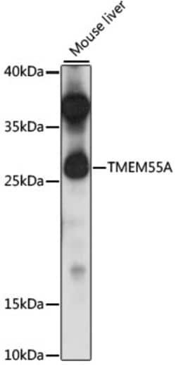 Invitrogen TMEM55A Polyclonal Antibody 100 &mu;L; Unconjugated:Antibodies,