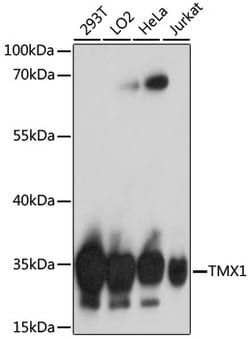 Invitrogen TMX Polyclonal Antibody 100 μL; Unconjugated:Antibodies,