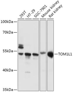 Invitrogen TOM1L1 Polyclonal Antibody 100 μL; Unconjugated:Antibodies,