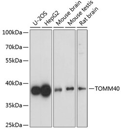 Invitrogen TOMM40 Polyclonal Antibody 100 &mu;L; Unconjugated:Antibodies,