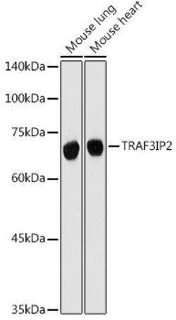 Invitrogen TRAF3IP2 Polyclonal Antibody 100 &mu;L; Unconjugated:Antibodies,