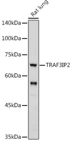Invitrogen TRAF3IP2 Polyclonal Antibody 100 &mu;L; Unconjugated:Antibodies,