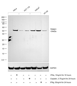 Invitrogen TRIM21 Polyclonal Antibody 100 &mu;L; Unconjugated:Antibodies,