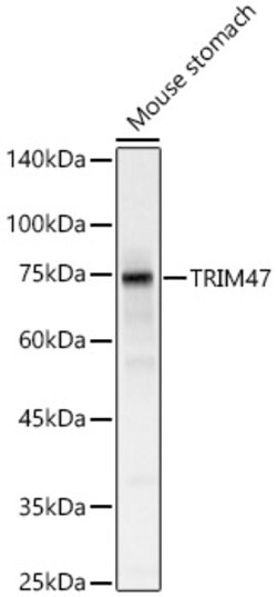 Invitrogen TRIM47 Polyclonal Antibody 100 &mu;L; Unconjugated:Antibodies,