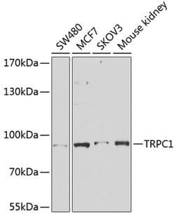Invitrogen TRPC1 Polyclonal Antibody 100 μL; Unconjugated:Antibodies,