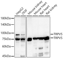 Invitrogen TRPV5 Polyclonal Antibody 100 &mu;L; Unconjugated:Antibodies,