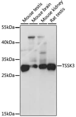 Invitrogen TSSK3 Polyclonal Antibody 100 &mu;L; Unconjugated:Antibodies,