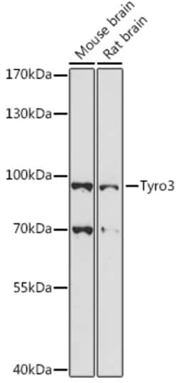 Invitrogen TYRO3 Polyclonal Antibody 100 &mu;L | Buy Online | Invitrogen&trade; | Fisher Scientific