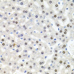 Invitrogen SR140 Polyclonal Antibody 100 &mu;L; Unconjugated:Antibodies,
