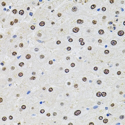 Invitrogen SR140 Polyclonal Antibody 100 &mu;L; Unconjugated:Antibodies,