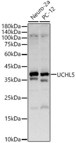 Invitrogen UCHL5 Polyclonal Antibody 100 &mu;L; Unconjugated:Antibodies,