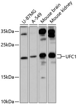 Invitrogen UFC1 Polyclonal Antibody 100 μL; Unconjugated:Antibodies,