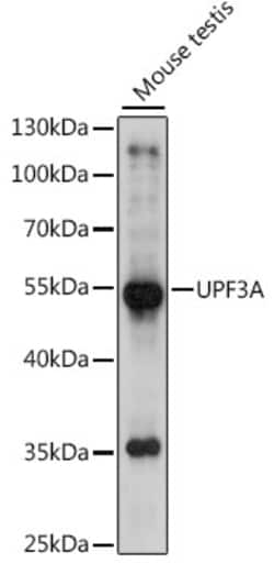 Invitrogen UPF3A Polyclonal Antibody 100 &mu;L; Unconjugated:Antibodies,