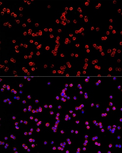 Invitrogen USP21 Polyclonal Antibody 100 &mu;L; Unconjugated:Antibodies,