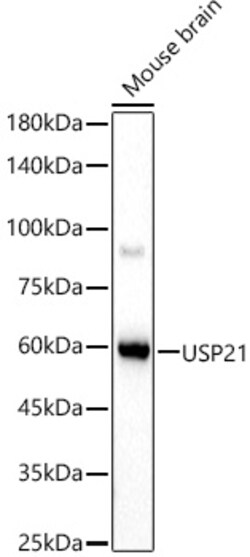 Invitrogen USP21 Polyclonal Antibody 100 &mu;L; Unconjugated:Antibodies,