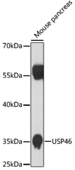 Invitrogen USP46 Polyclonal Antibody 100 &mu;L; Unconjugated:Antibodies,