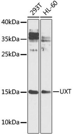 Invitrogen UXT Polyclonal Antibody 100 &mu;L; Unconjugated:Antibodies,