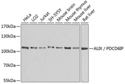 Invitrogen Alix Polyclonal Antibody 100 &mu;L; Unconjugated:Antibodies,