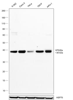 Invitrogen VPS26A Polyclonal Antibody 100 &mu;L; Unconjugated:Antibodies,